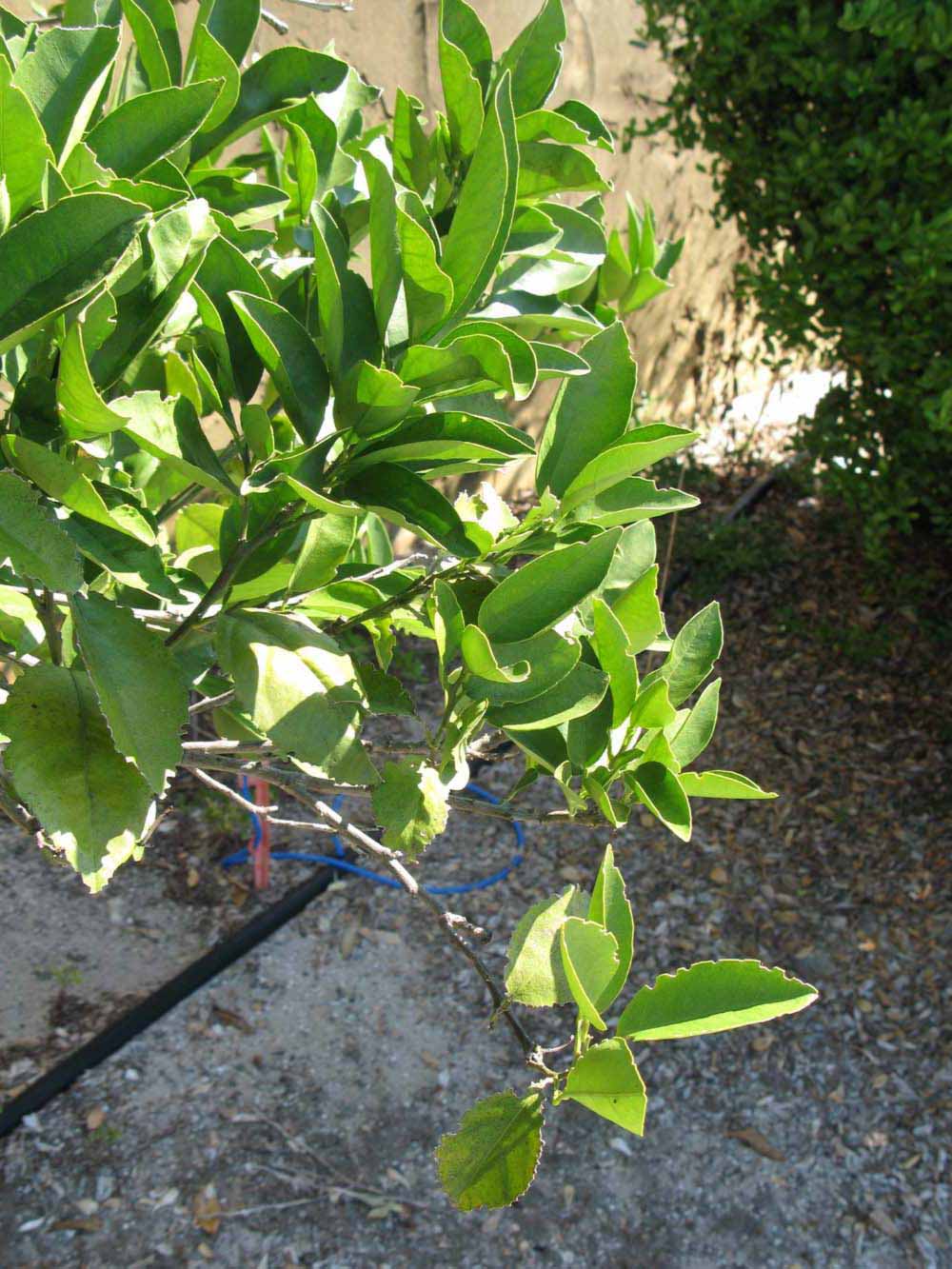              Sun leaves (Winter Haven, FL)       